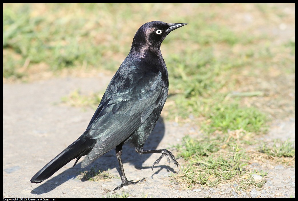 0405-172913-04.jpg - Brewer's Blackbird