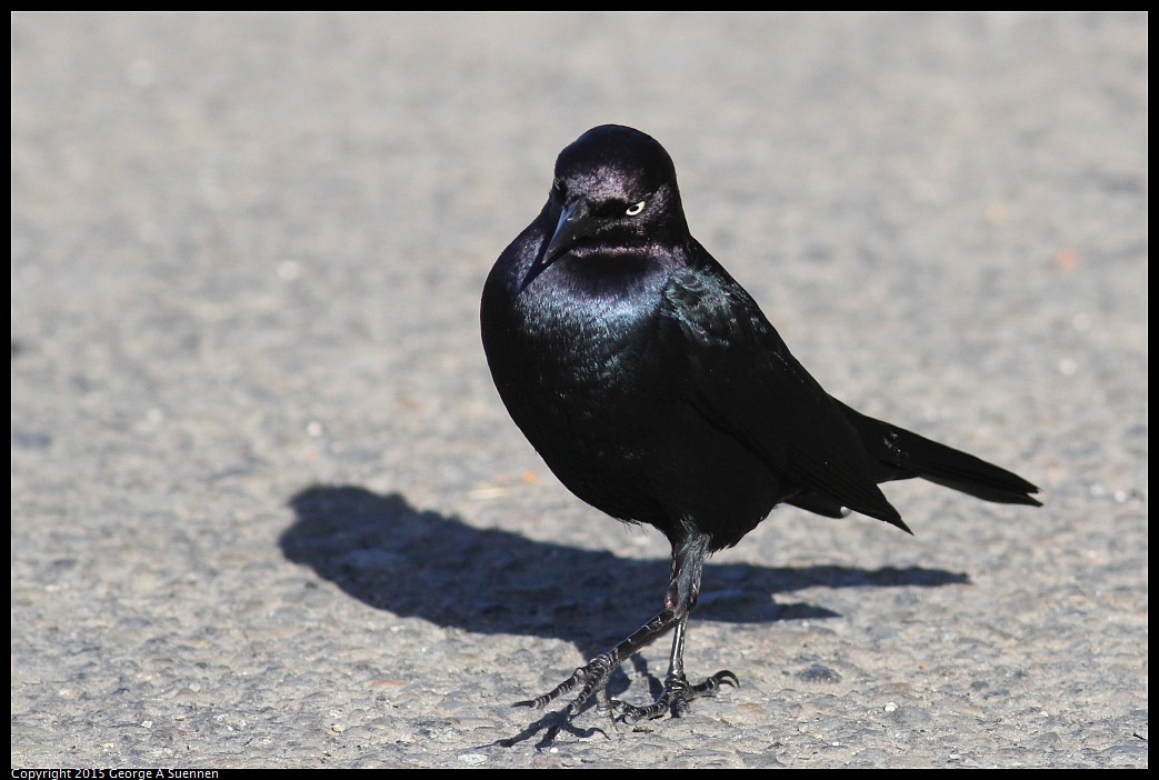 0405-172927-01.jpg - Brewer's Blackbird
