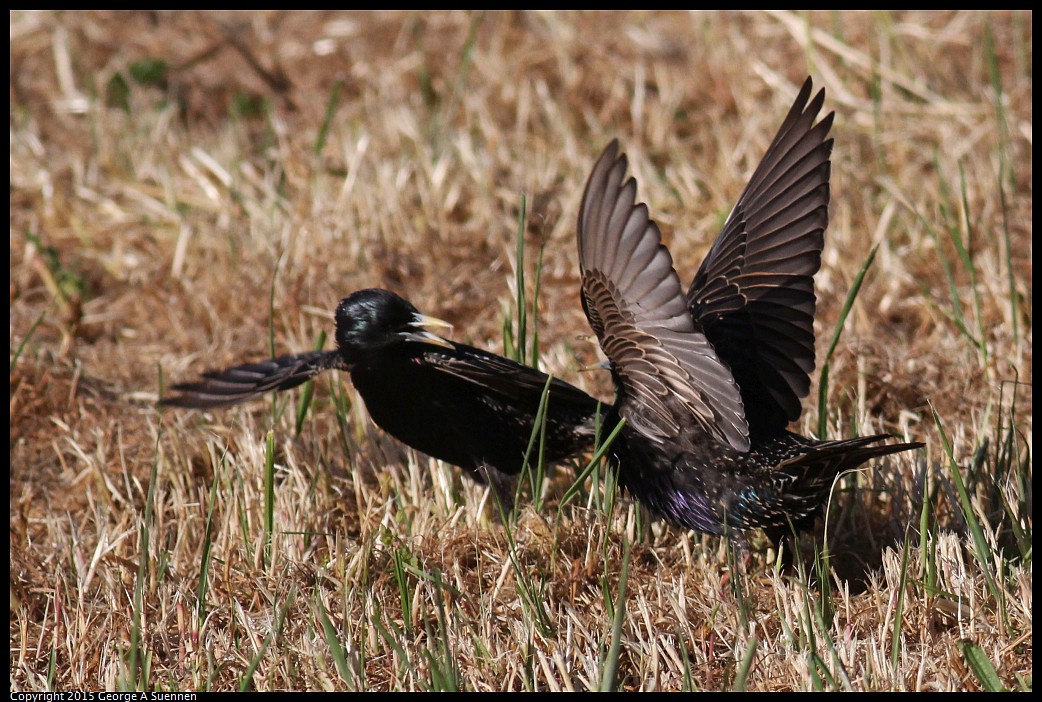 0405-172959-02.jpg - European Starling
