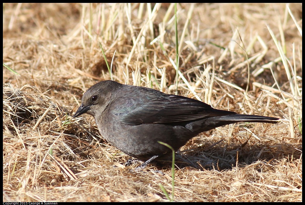 0405-173332-01.jpg - Brewer's Blackbird