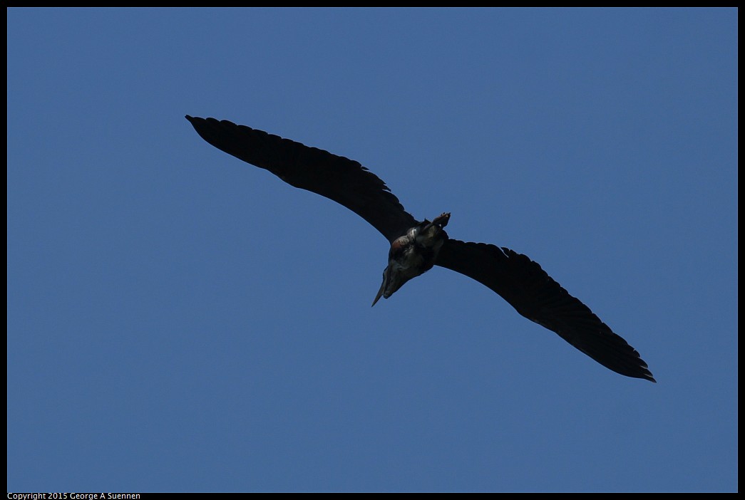 0405-173744-04.jpg - Great Blue Heron