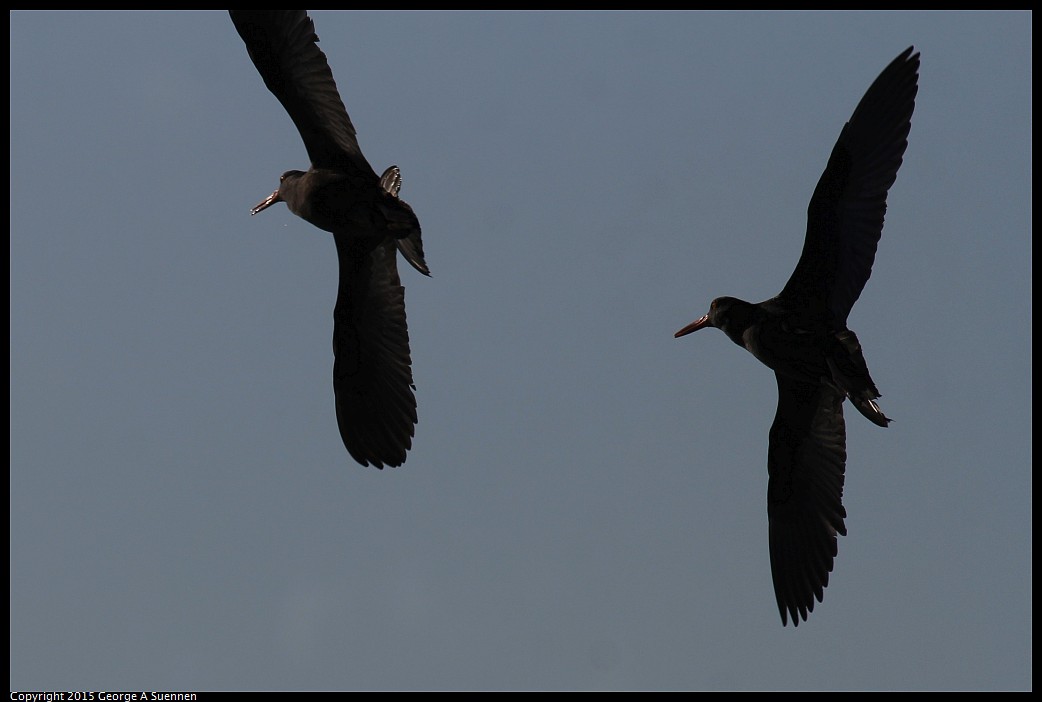 0405-174547-03.jpg - Black Oystercatcher