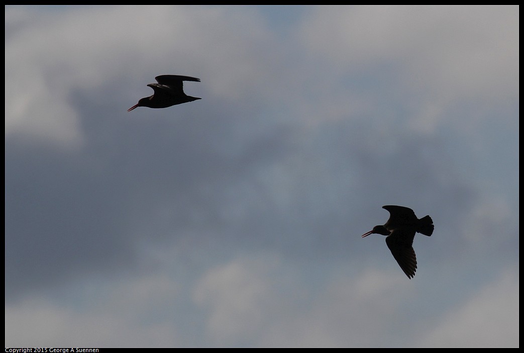 0405-174552-01.jpg - Black Oystercatcher