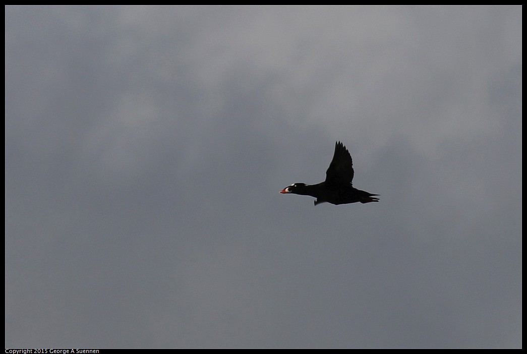 0405-174636-03.jpg - Surf Scoter