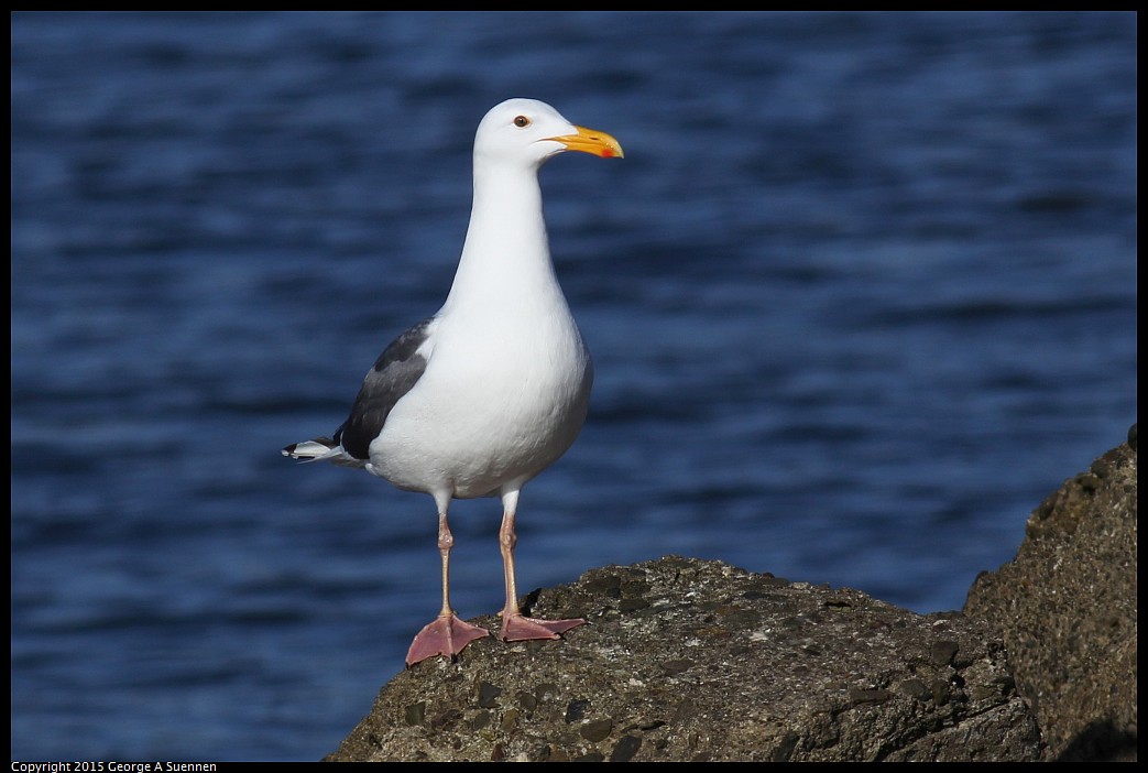 0405-174710-01.jpg - Western Gull