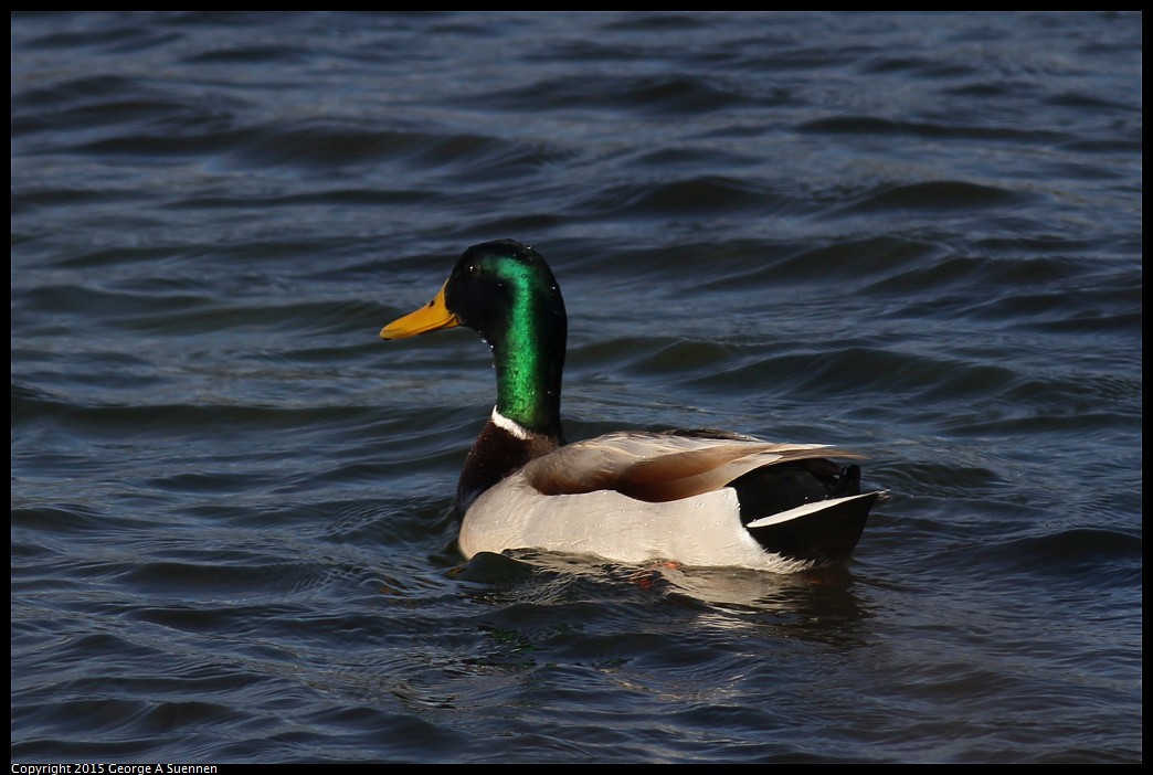 0405-175048-01.jpg - Mallard