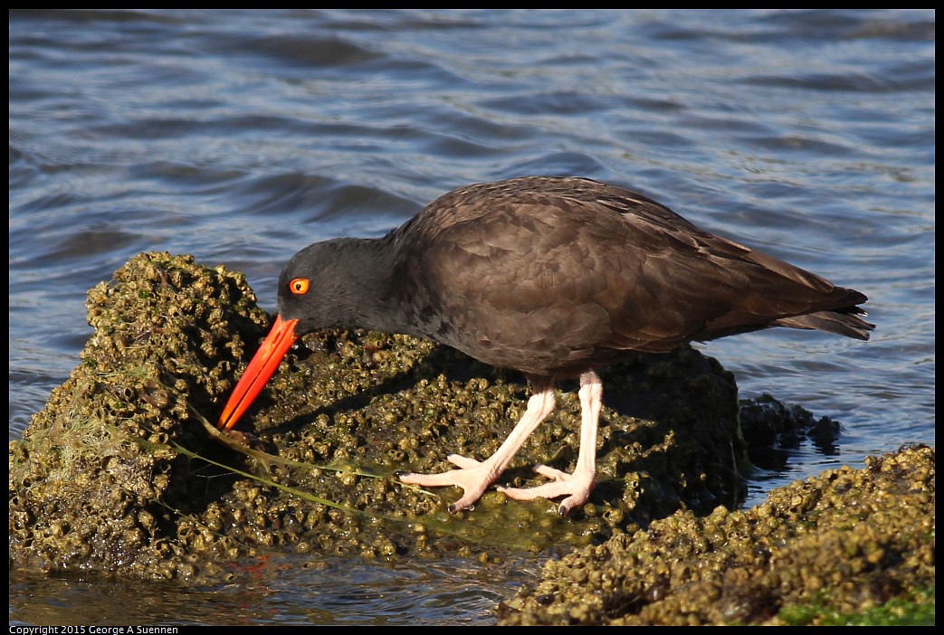 0405-175057-02.jpg - Black Oystercatcher