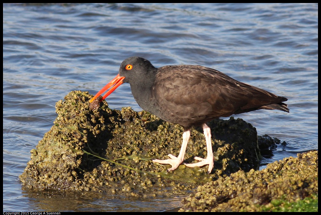 0405-175059-01.jpg - Black Oystercatcher