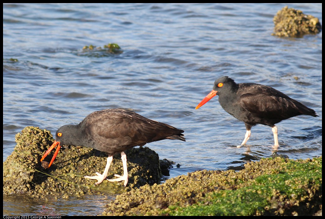 0405-175102-02.jpg - Black Oystercatcher