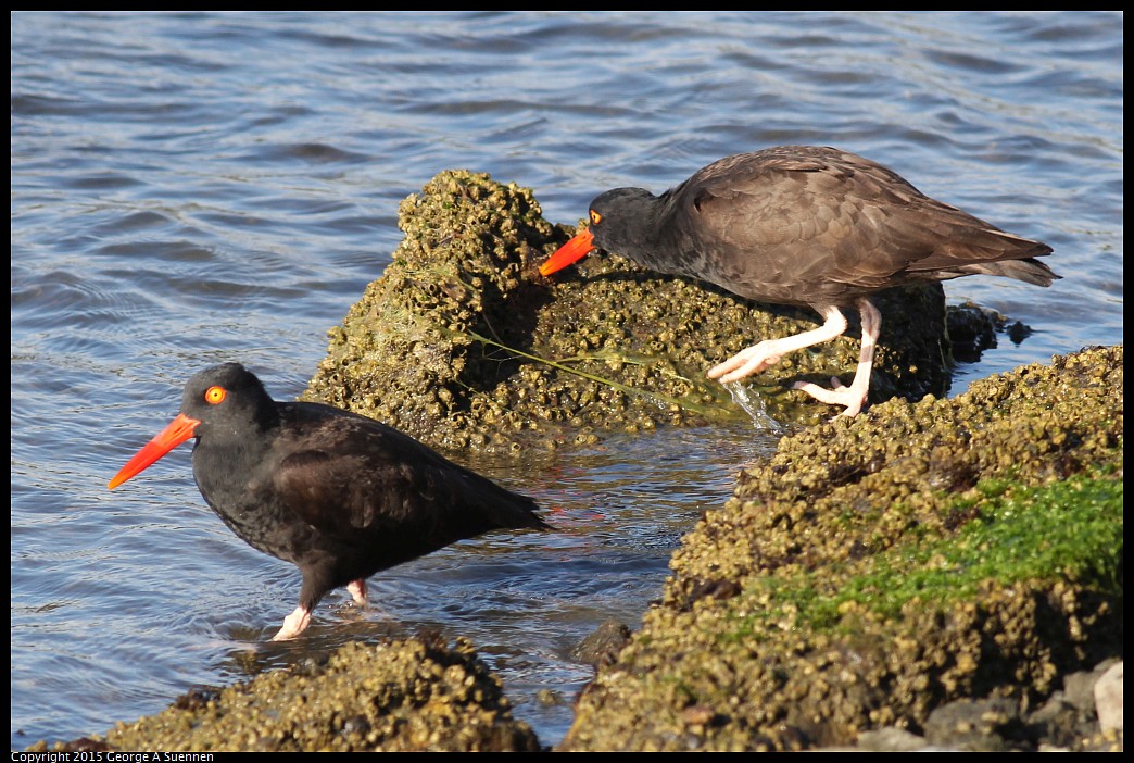 0405-175111-03.jpg - Black Oystercatcher