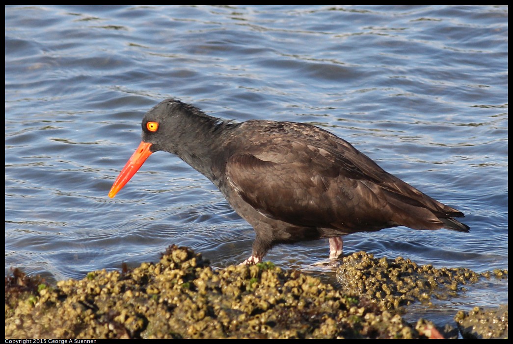 0405-175127-02.jpg - Black Oystercatcher