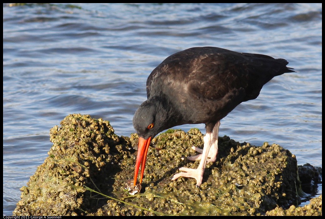0405-175130-02.jpg - Black Oystercatcher