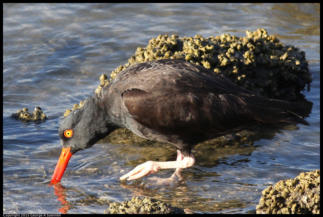 0405-175352-01.jpg - Black Oystercatcher