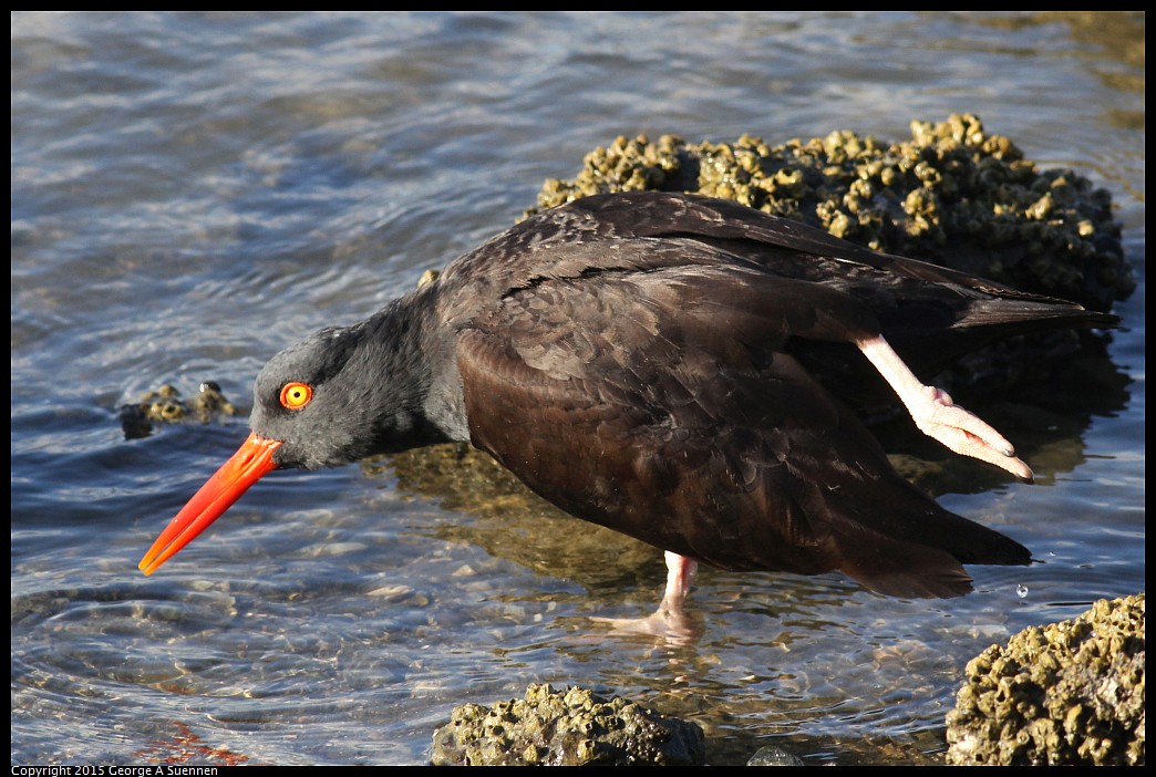 0405-175352-04.jpg - Black Oystercatcher