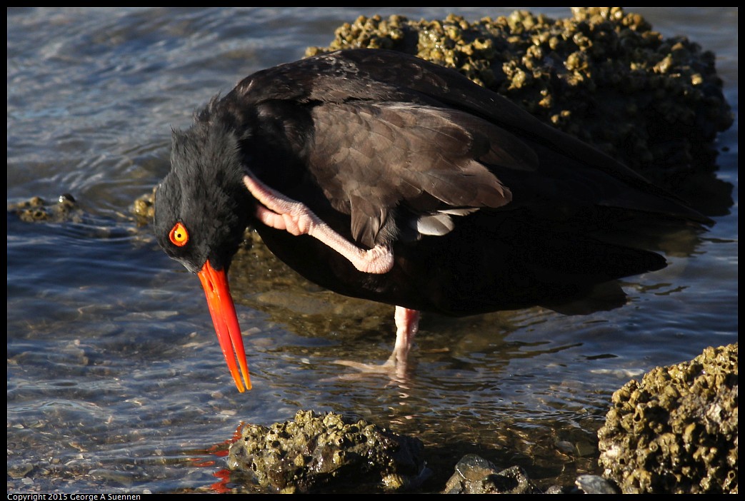 0405-175353-01.jpg - Black Oystercatcher