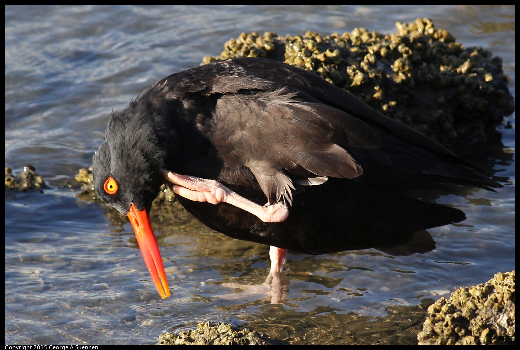 0405-175353-04.jpg - Black Oystercatcher