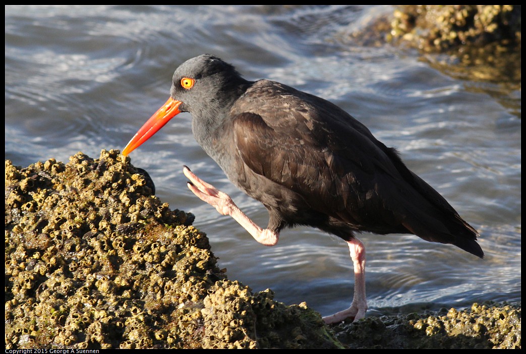 0405-175410-02.jpg - Black Oystercatcher