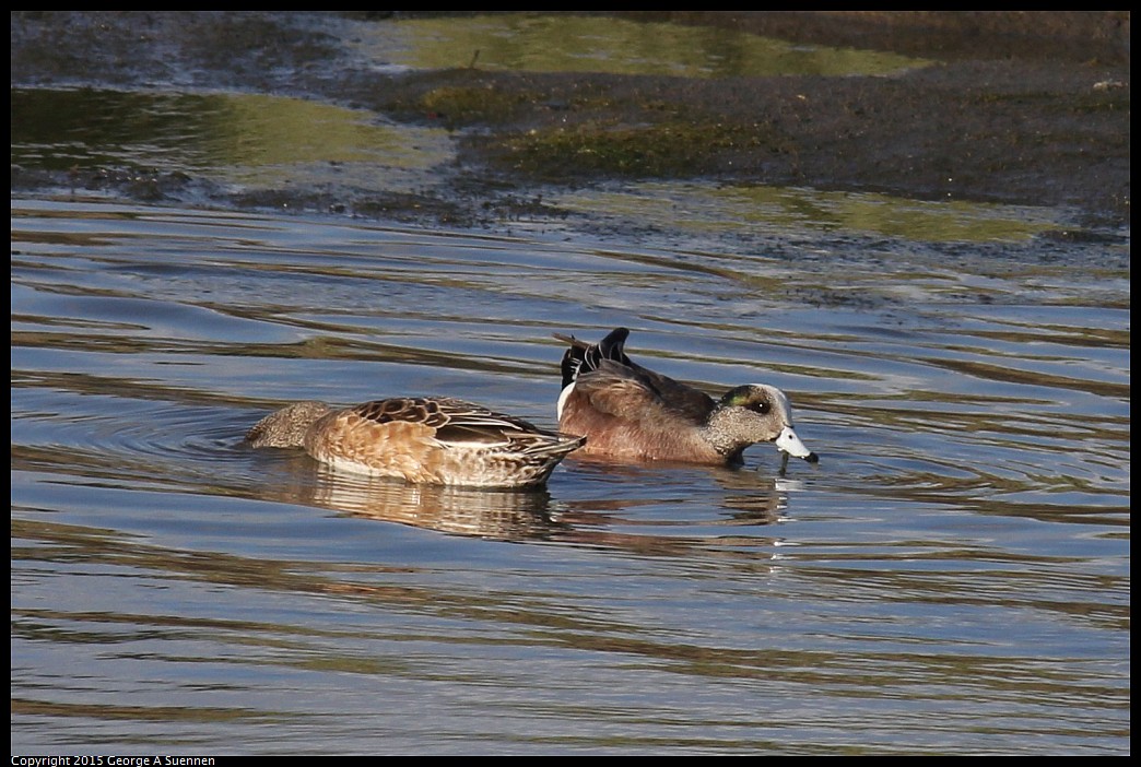 0405-175633-02.jpg - American Wigeon
