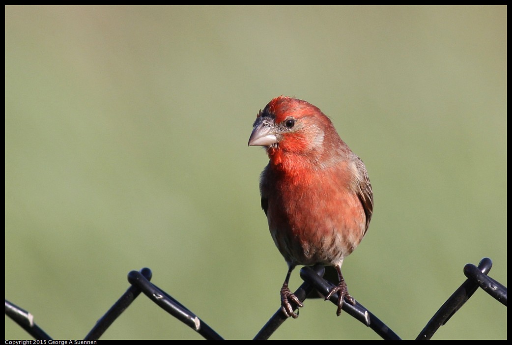 0405-180334-01.jpg - House Finch