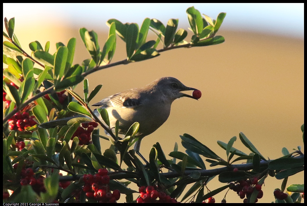 1119-172250-02.jpg - Northern Mockingbird