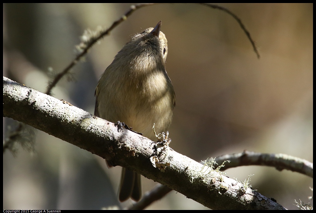 1215-121924-03.jpg - Hutton's Vireo