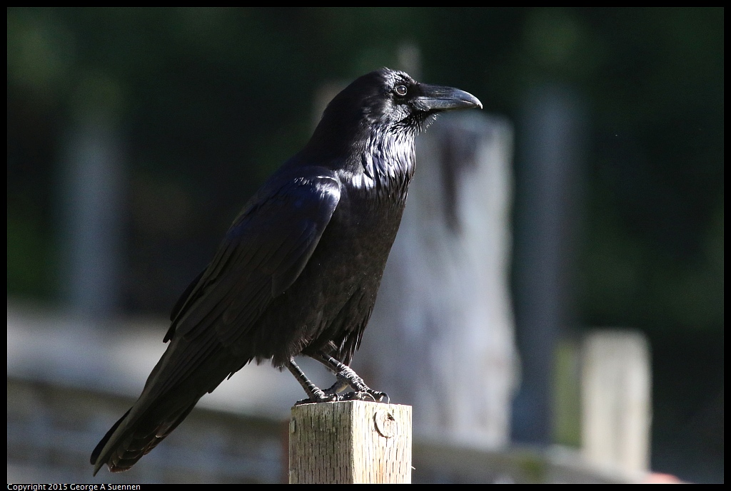 1215-135730-01.jpg - Common Raven