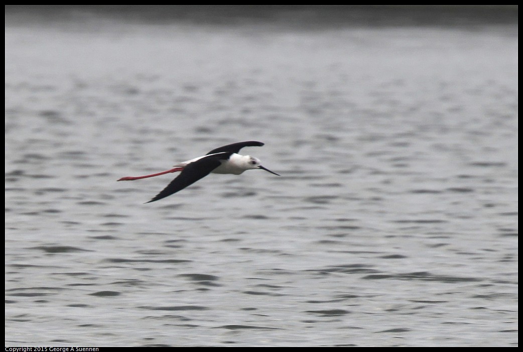 0215-152840-01_DxO.jpg - Black-winged Stilt - Taijiang National Park, Taiwan - February 15, 2015