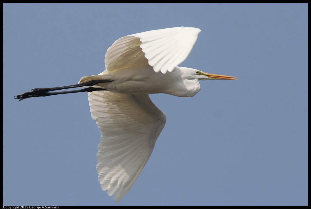 0222-132836-04.jpg - Great Egret - Tainan, Taiwan - February 22, 2015