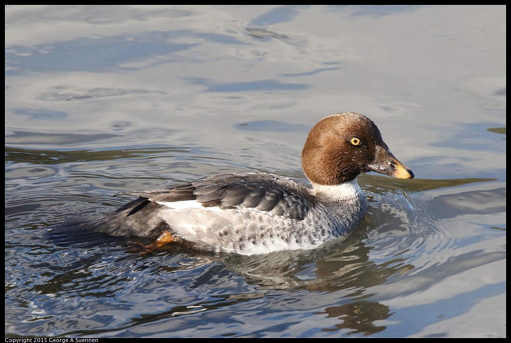 1219-135829-02.jpg - Common Goldeneye - Eastshore Park, Richmond, Ca - December 19, 2015