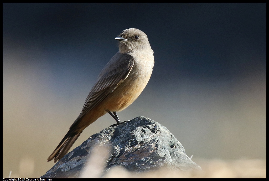 1219-140045-01.jpg - Say's Phoebe - Eastshore Park, Richmond, Ca - December 19, 2015