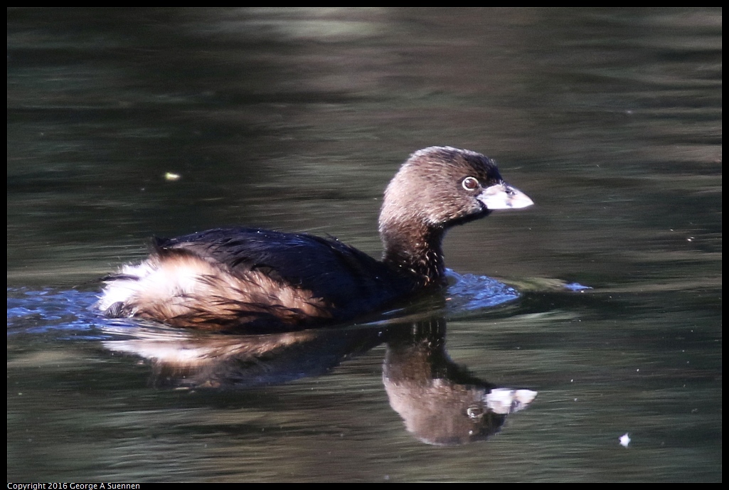 0101-112026-01.jpg - Pied-billed Grebe