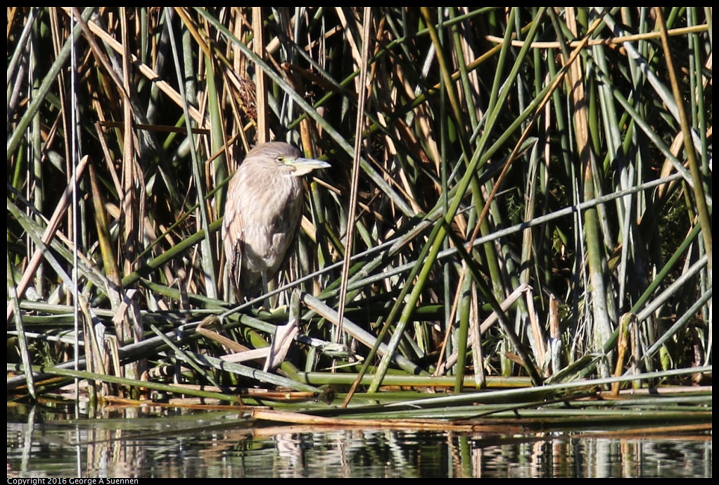 0101-112038-04.jpg - Black-crowned Night-Heron