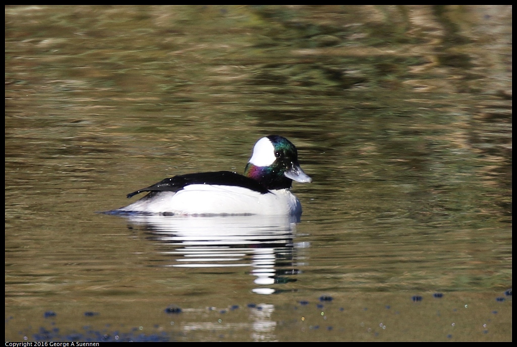 0101-112249-01.jpg - Bufflehead