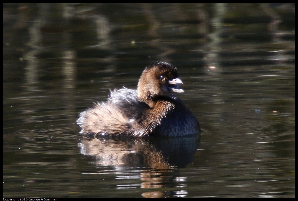 0101-112320-01.jpg - Pied-billed Grebe