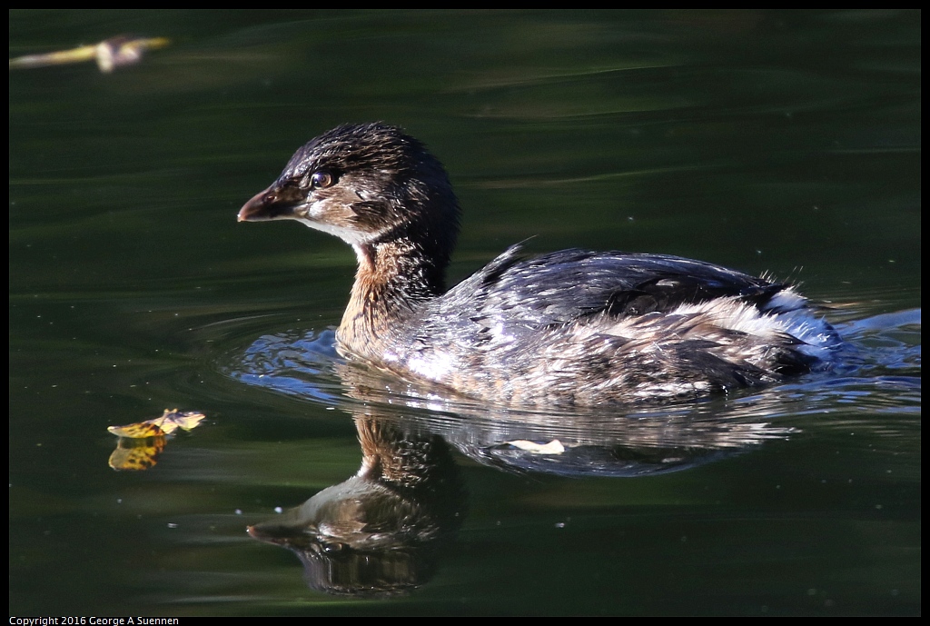 0101-112529-02.jpg - Pied-billed Grebe