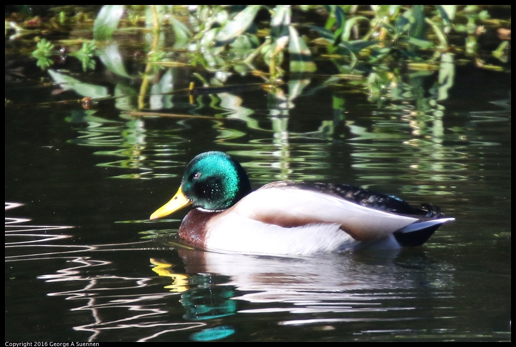 0101-113152-01.jpg - Mallard