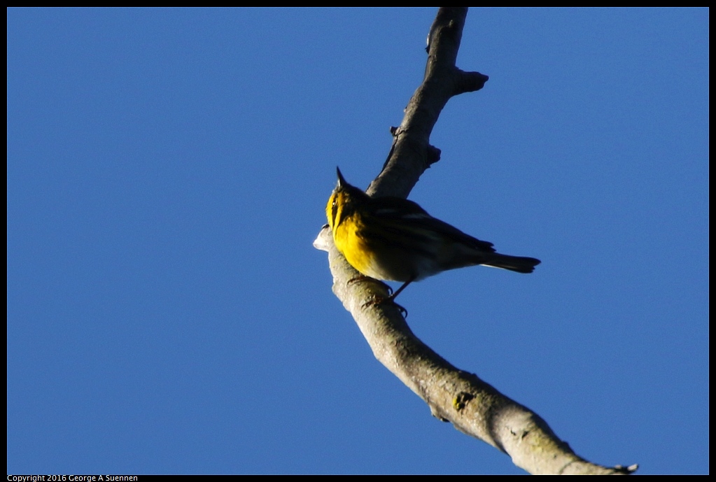 0101-113854-03.jpg - Townsend's Warbler