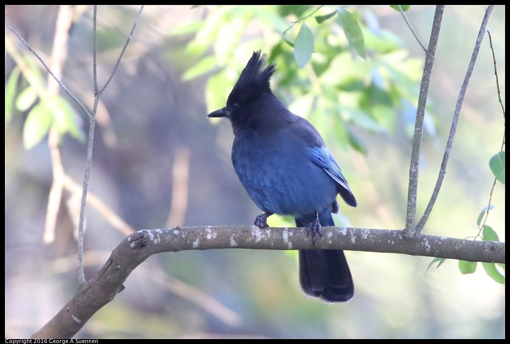 0101-114442-01.jpg - Steller's Jay