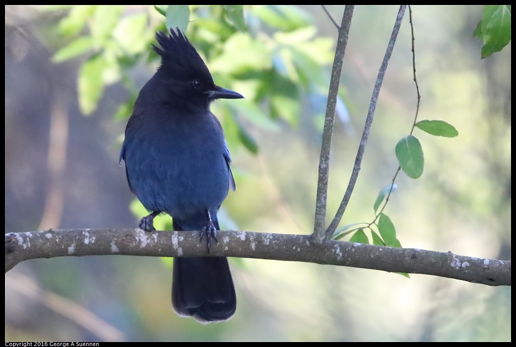 0101-114447-01.jpg - Steller's Jay