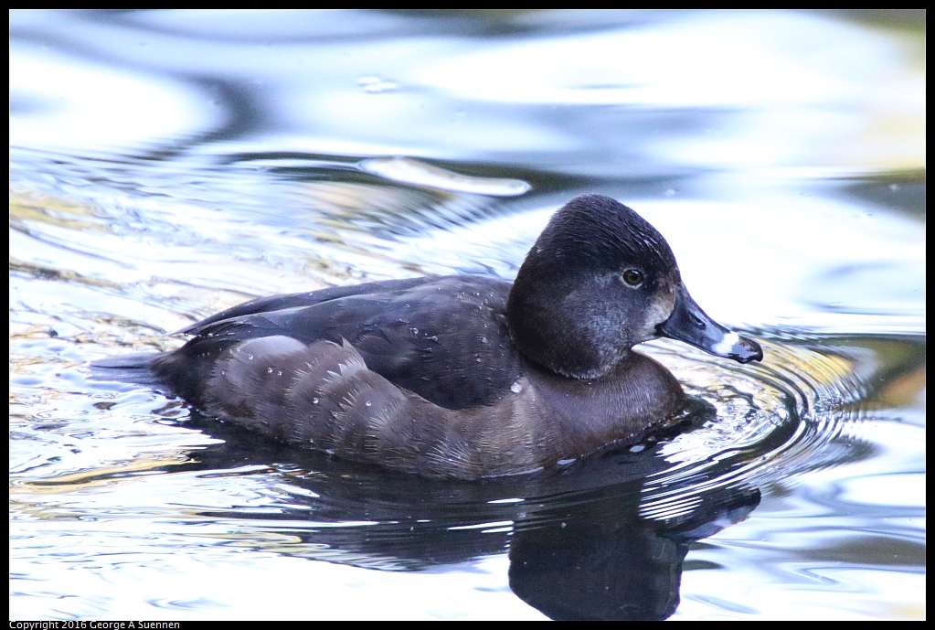 0101-115825-03.jpg - Ring-necked Duck