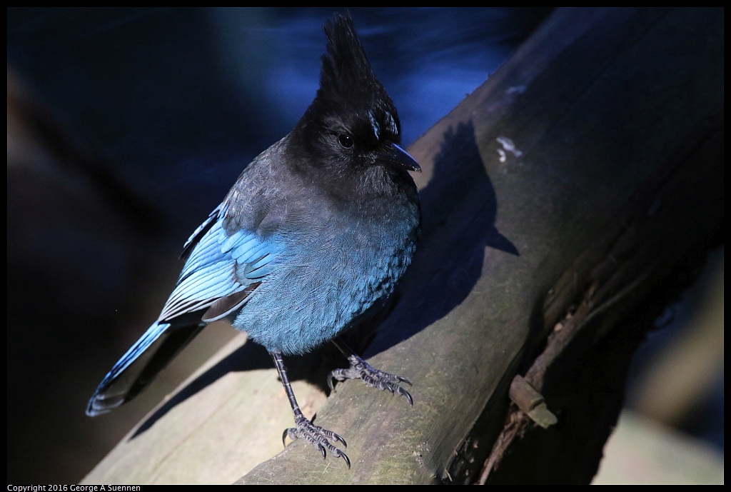 0101-115832-02.jpg - Steller's Jay