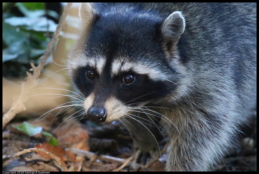 0101-115844-03.jpg - Raccoon