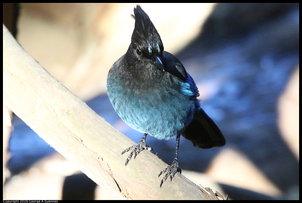 0101-120058-03.jpg - Steller's Jay