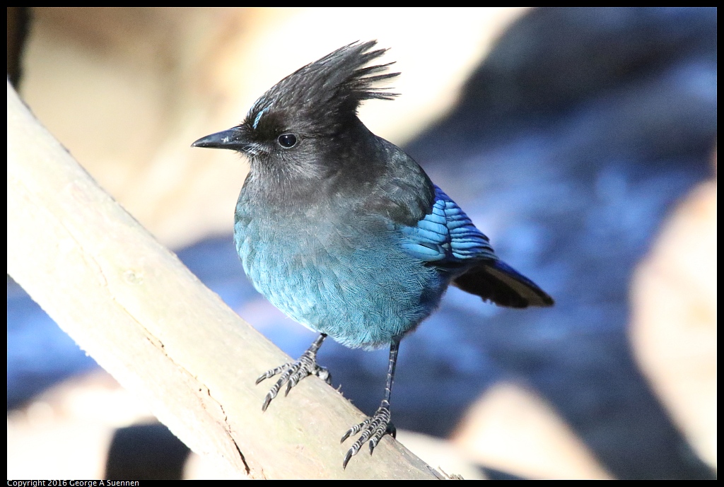 0101-120100-03.jpg - Steller's Jay