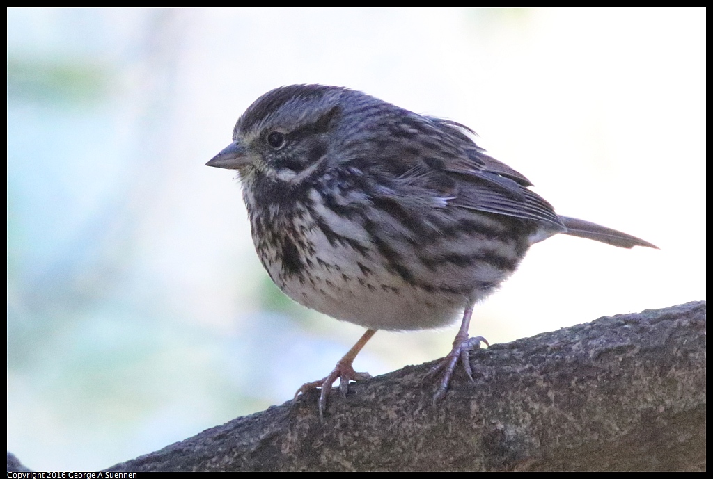 0101-120200-01.jpg - Song Sparrow