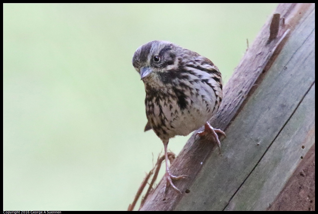 0101-120320-04.jpg - Song Sparrow