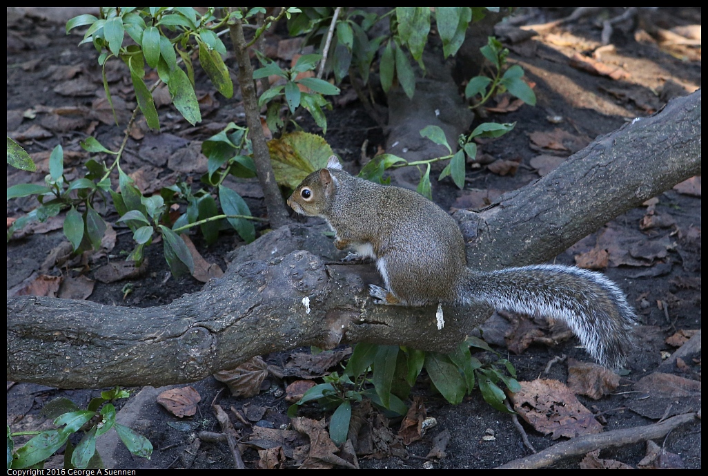 0101-120841-02.jpg - Squirrel