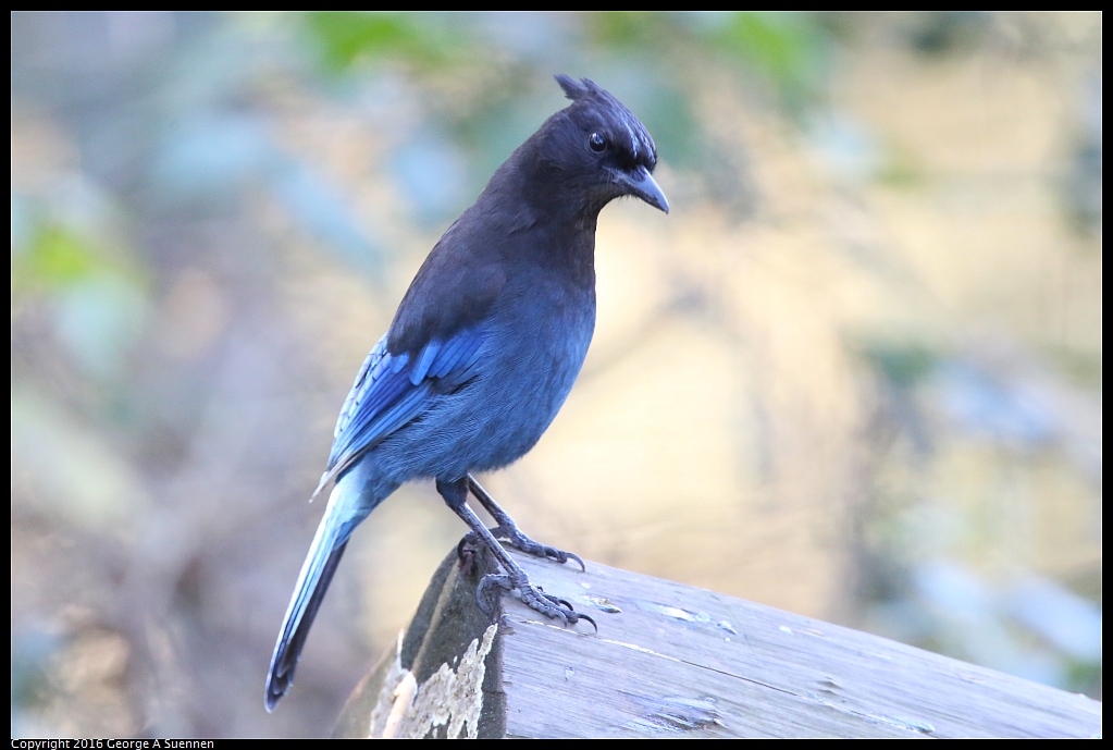 0101-121814-03.jpg - Steller's Jay