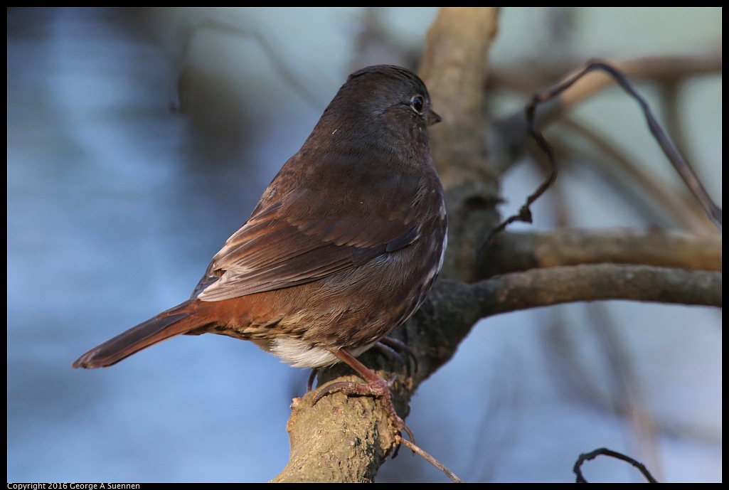 0101-122001-02.jpg - Fox Sparrow