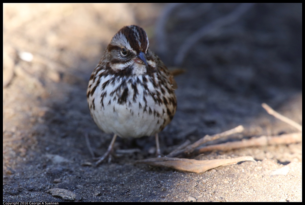 0101-122014-03.jpg - Song Sparrow